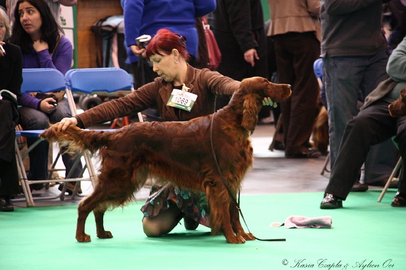 Crufts2011 317.jpg